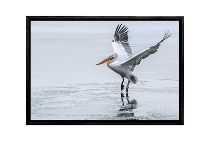 Pelican Landing | Bird Wall Art Print