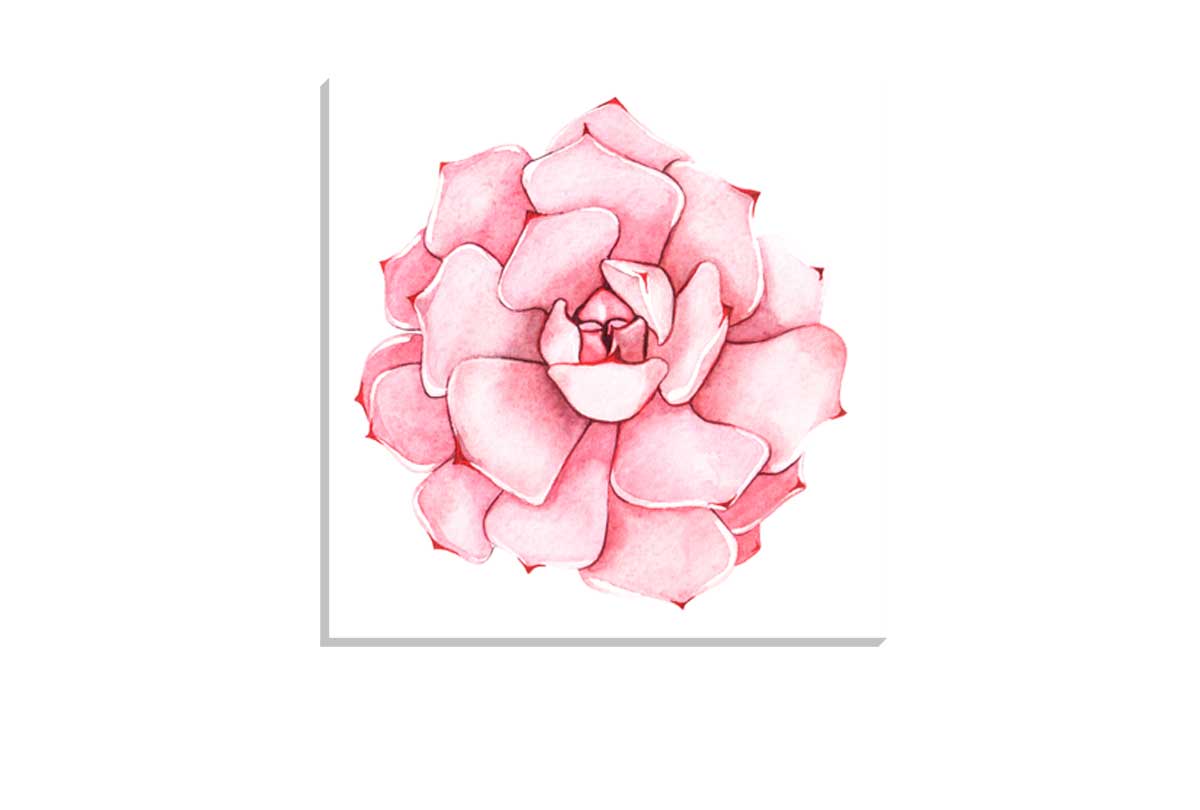 Pink Succulent Watercolour | Canvas Wall Art Print
