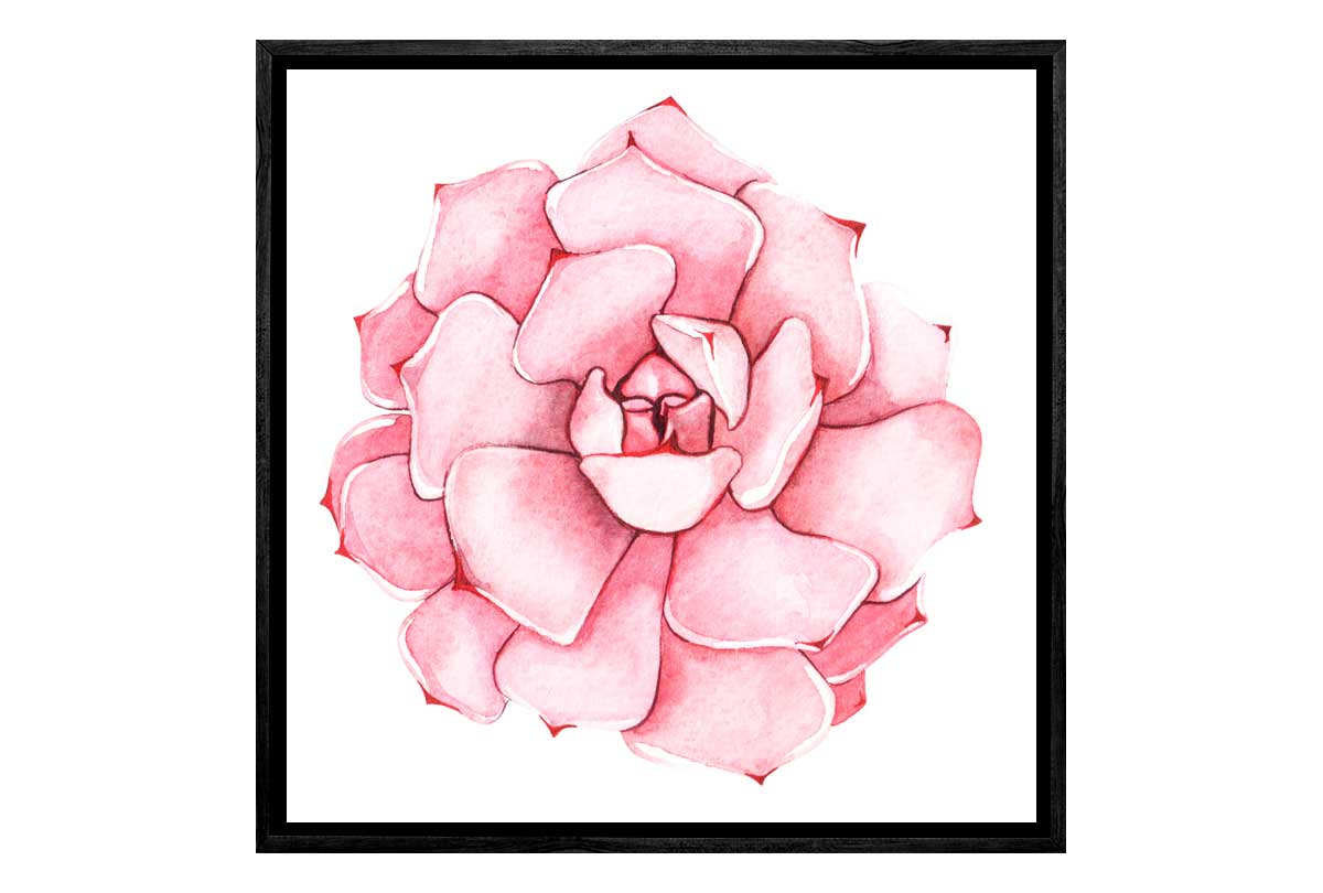 Pink Succulent Watercolour | Canvas Wall Art Print