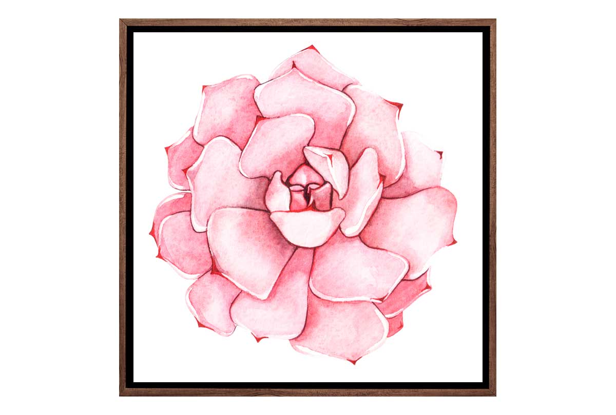 Pink Succulent Watercolour | Canvas Wall Art Print