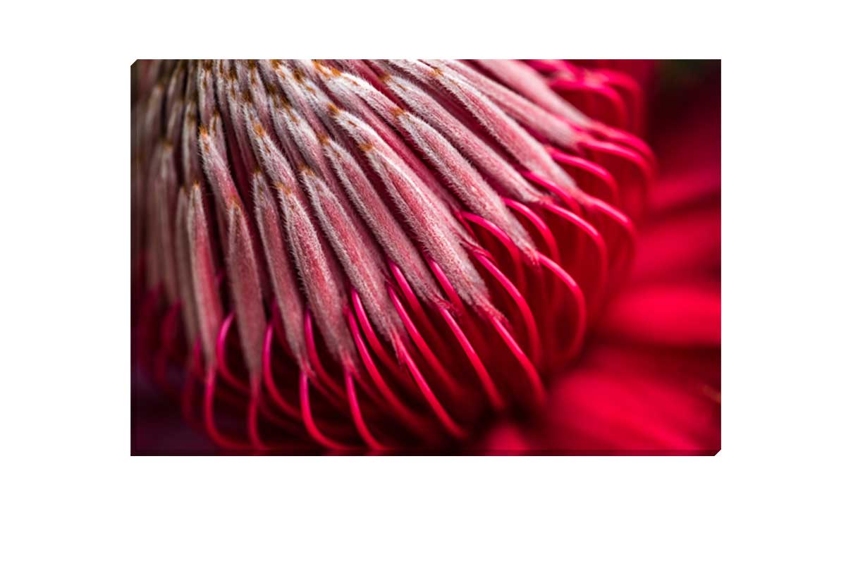 Red Protea Macro | Canvas Wall Art Print