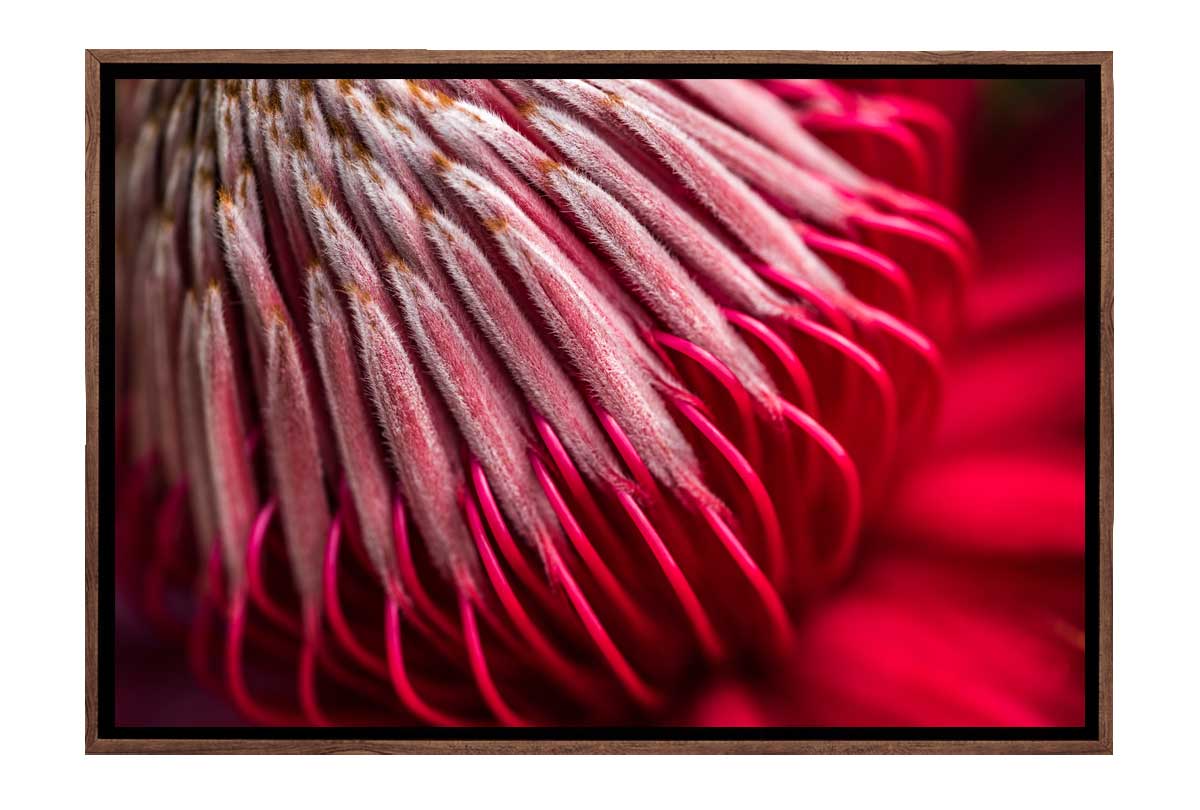 Red Protea Macro | Canvas Wall Art Print