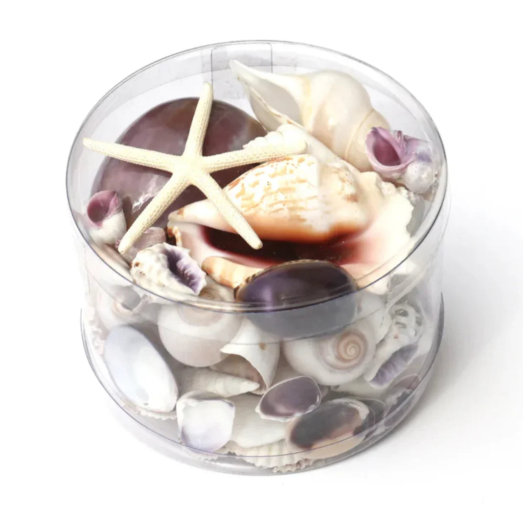Premium Mixed Sea Shell Pack Purple