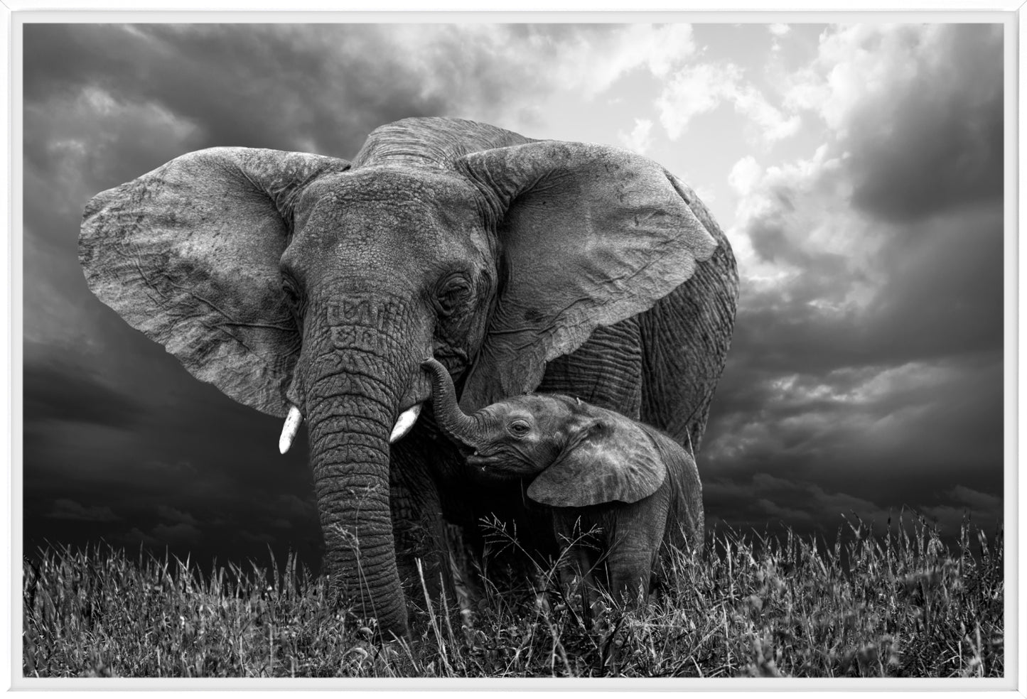 Elephant 1 | Wall Art Print