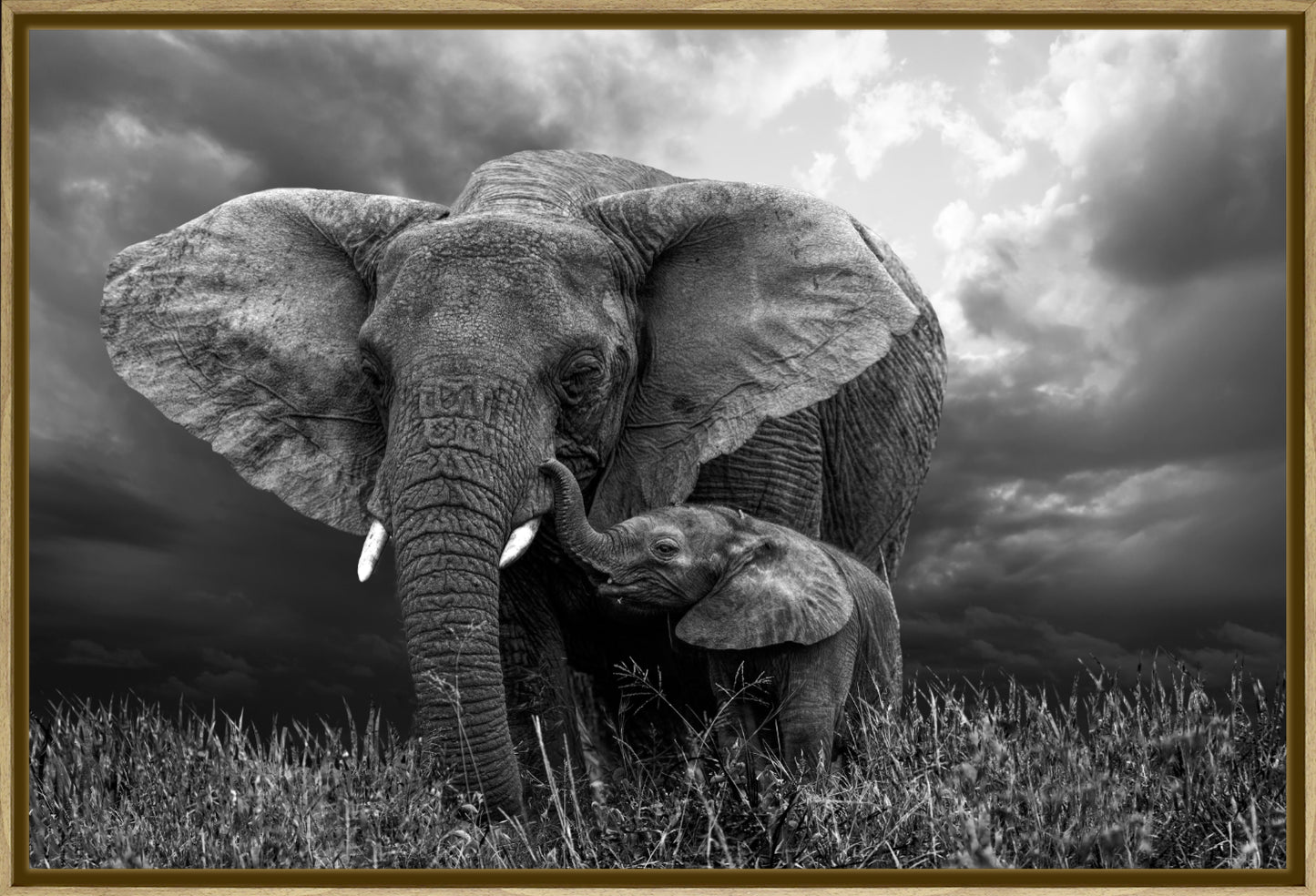 Elephant 1 | Wall Art Print