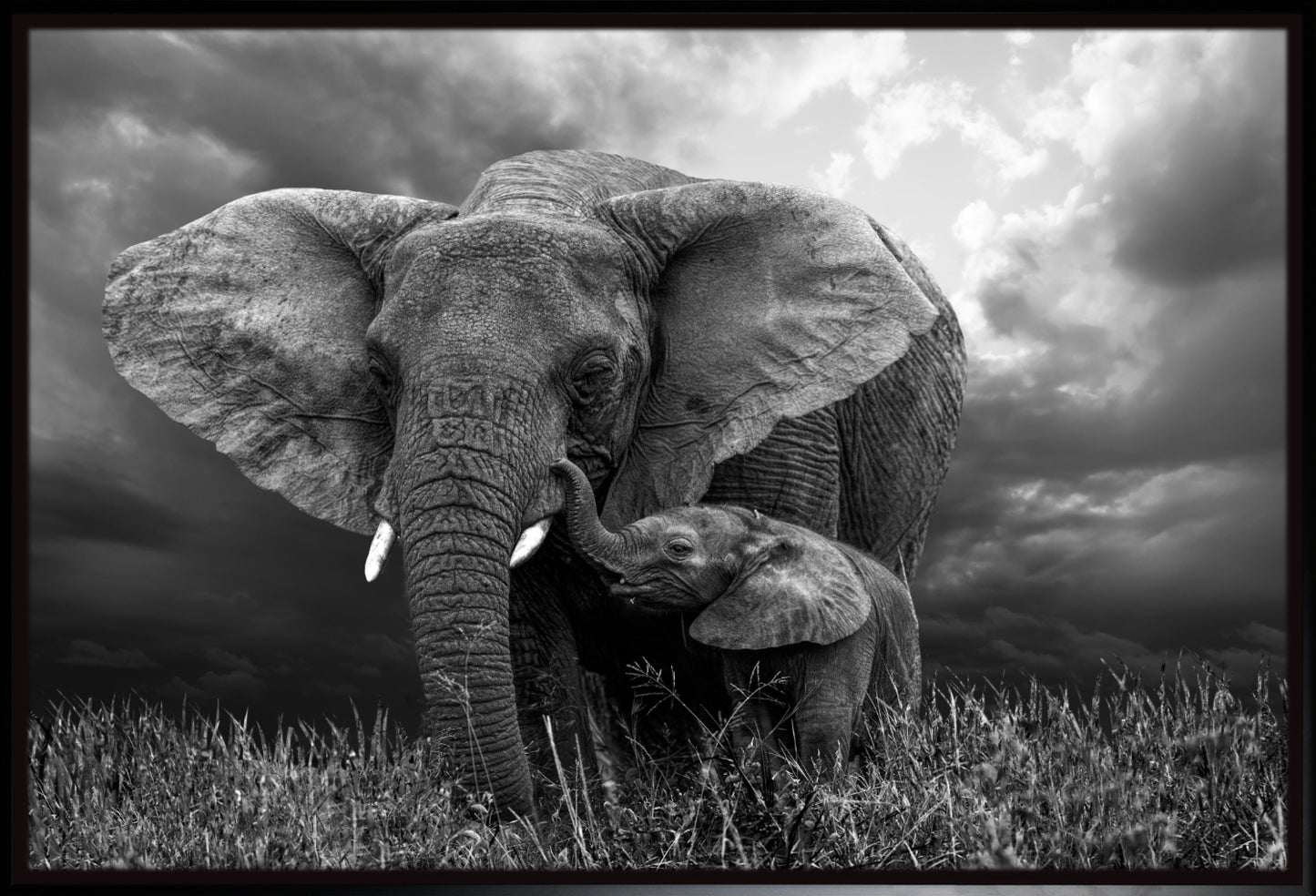 Elephant 1 | Wall Art Print