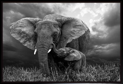 Elephant 1 | Wall Art Print