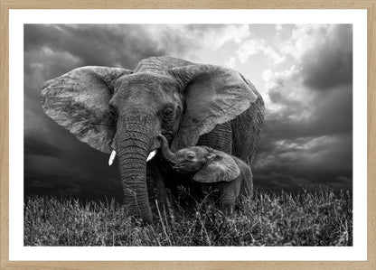 Elephant 1 | Wall Art Print