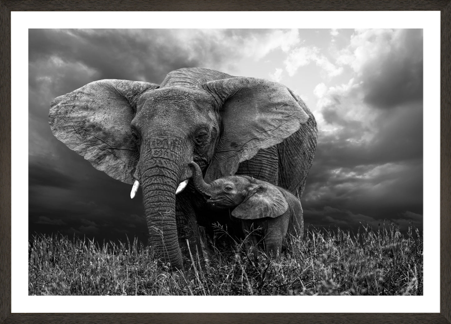 Elephant 1 | Wall Art Print