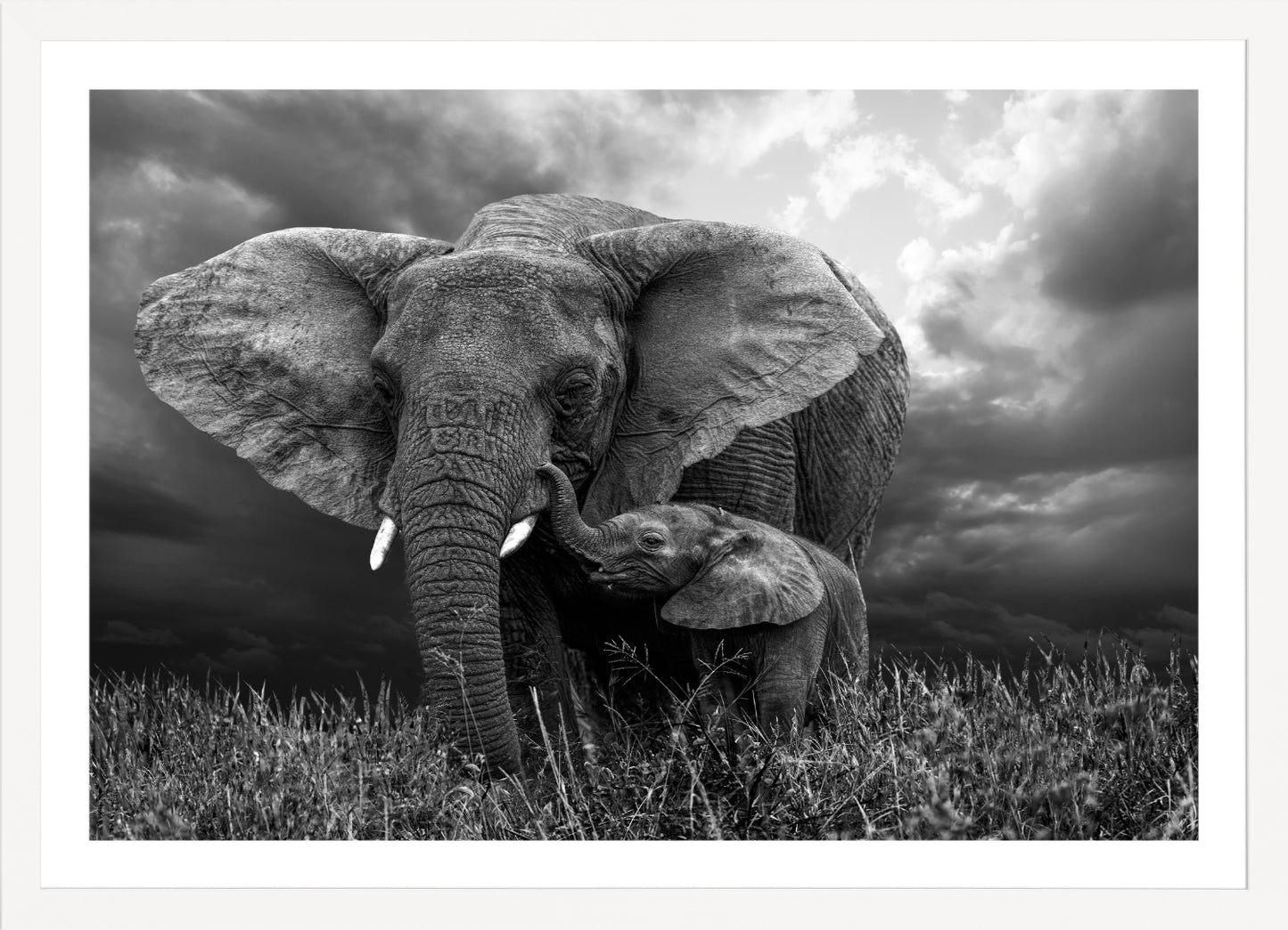 Elephant 1 | Wall Art Print