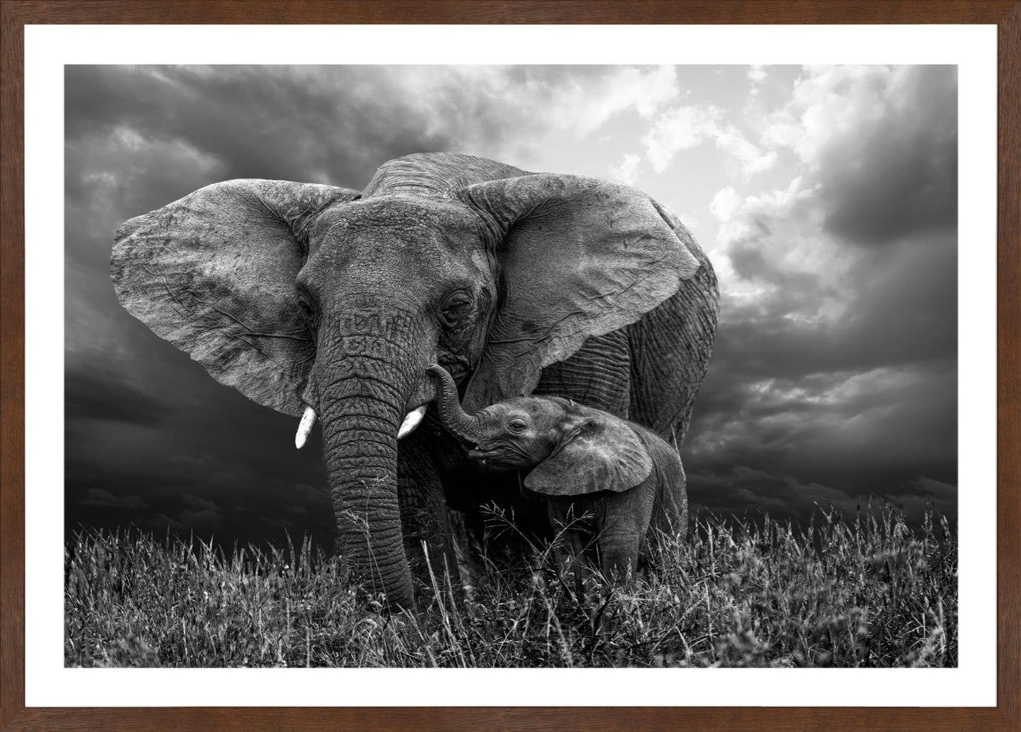 Elephant 1 | Wall Art Print