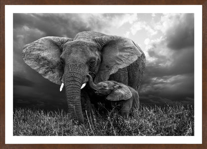 Elephant 1 | Wall Art Print