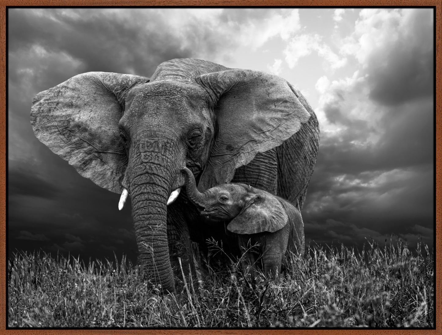 Elephant 1 | Wall Art Print