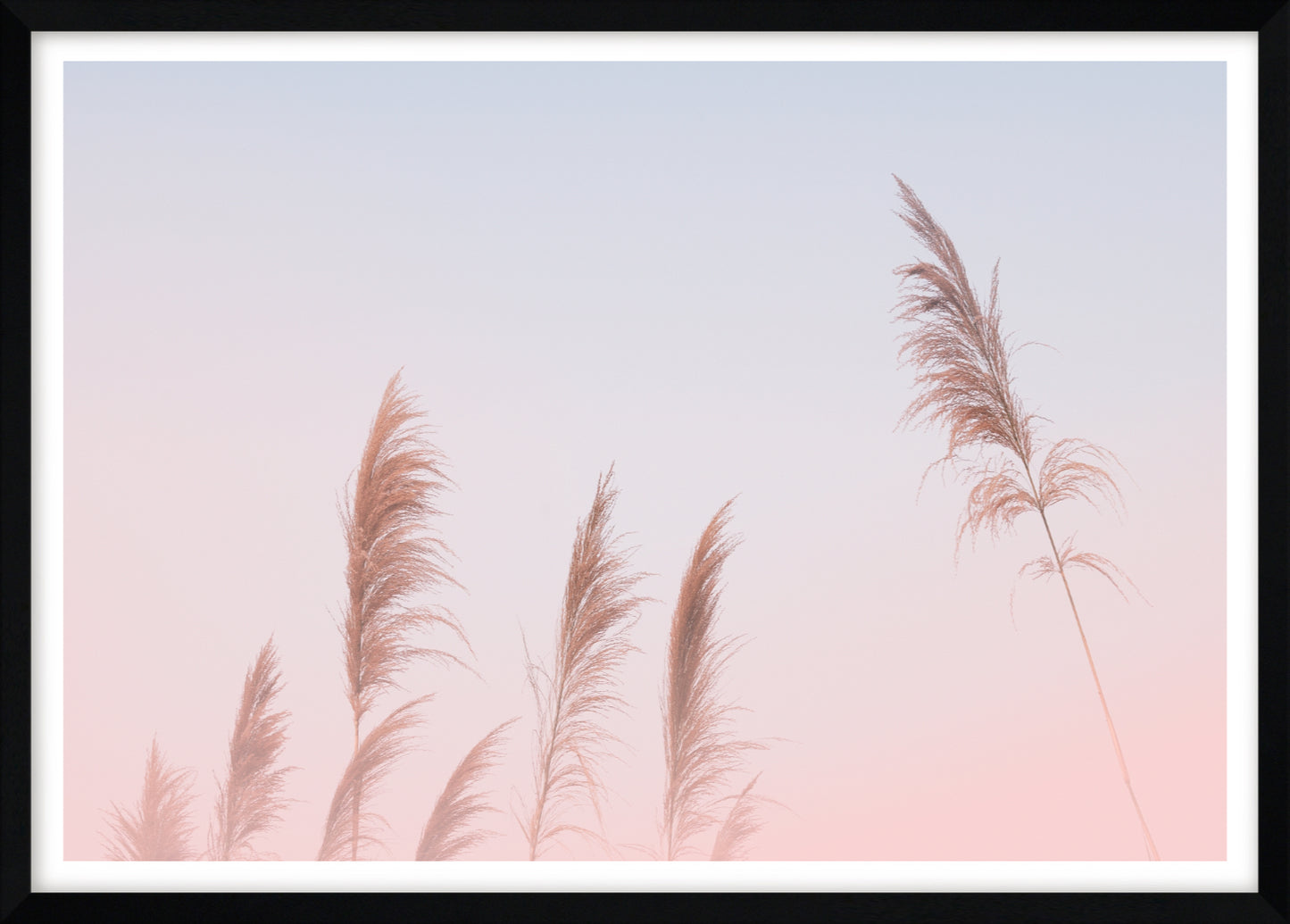 Pink Sky Pampas Grass | Boho Wall Art Print
