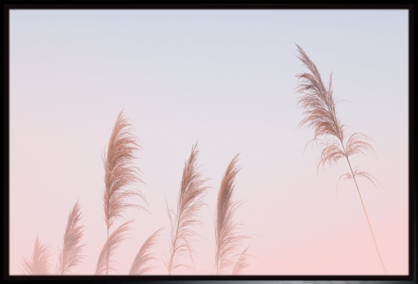Pink Sky Pampas Grass | Boho Wall Art Print