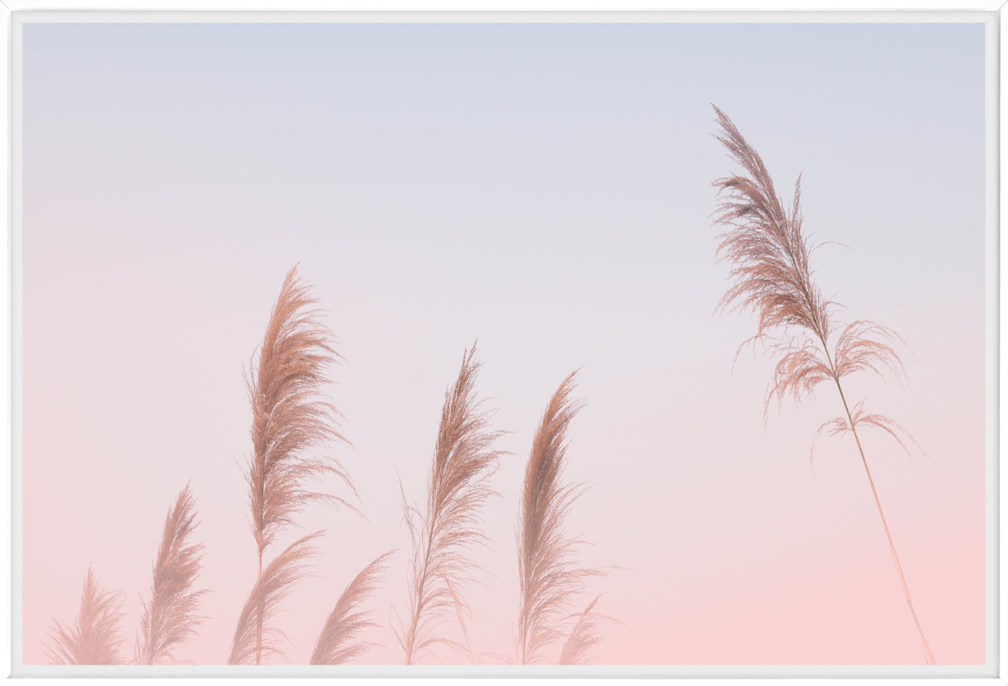 Pink Sky Pampas Grass | Boho Wall Art Print