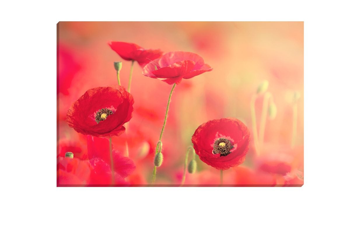 153 Canvas
