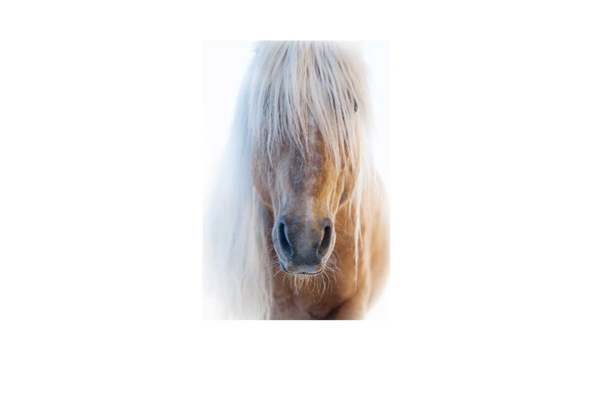 Palomino | Canvas Art Print - Final Touch Decor