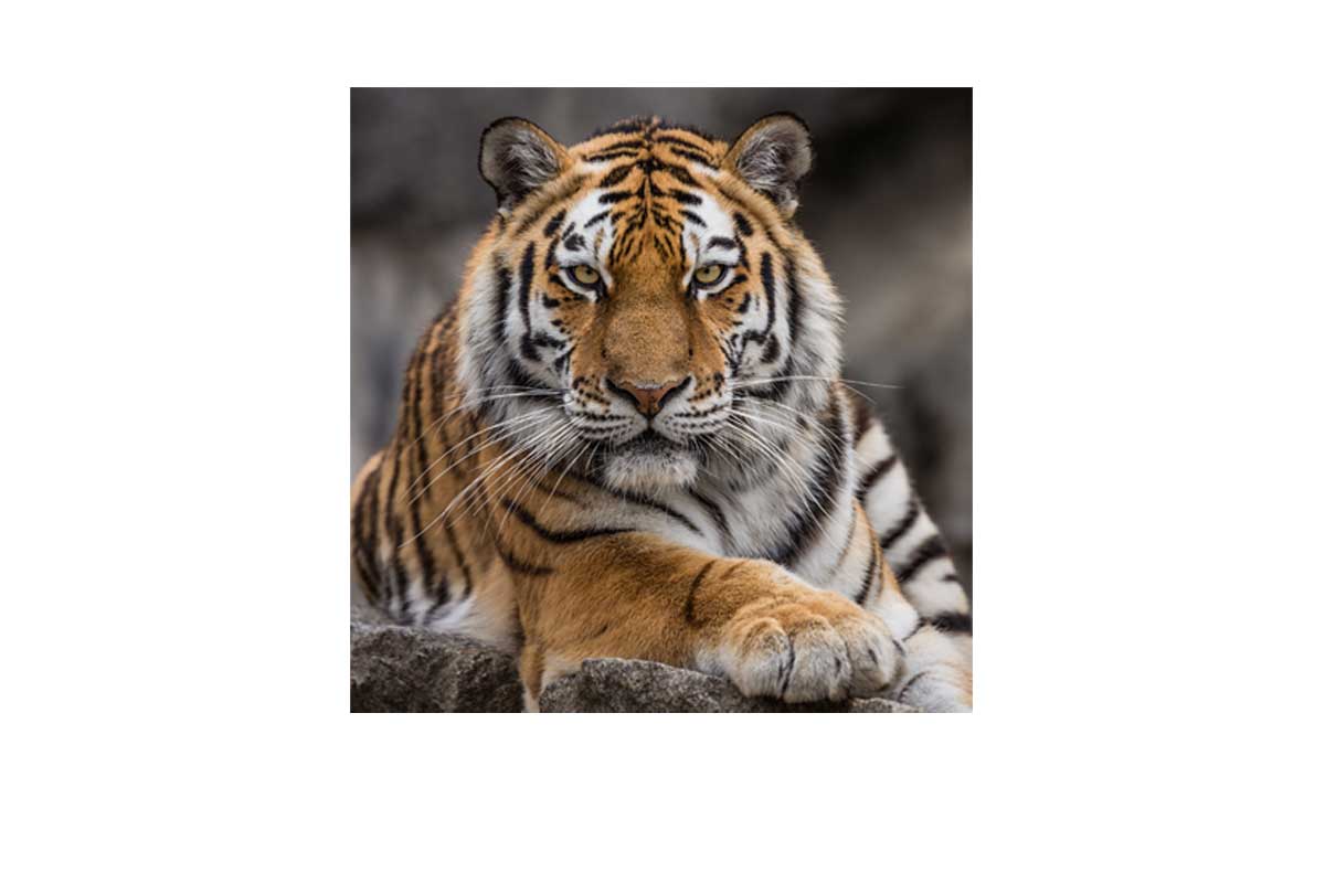 Tiger 4 | Canvas Art Print - Final Touch Decor