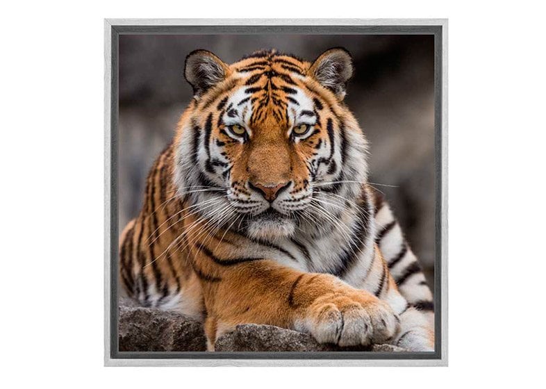 Tiger 4 | Canvas Art Print - Final Touch Decor