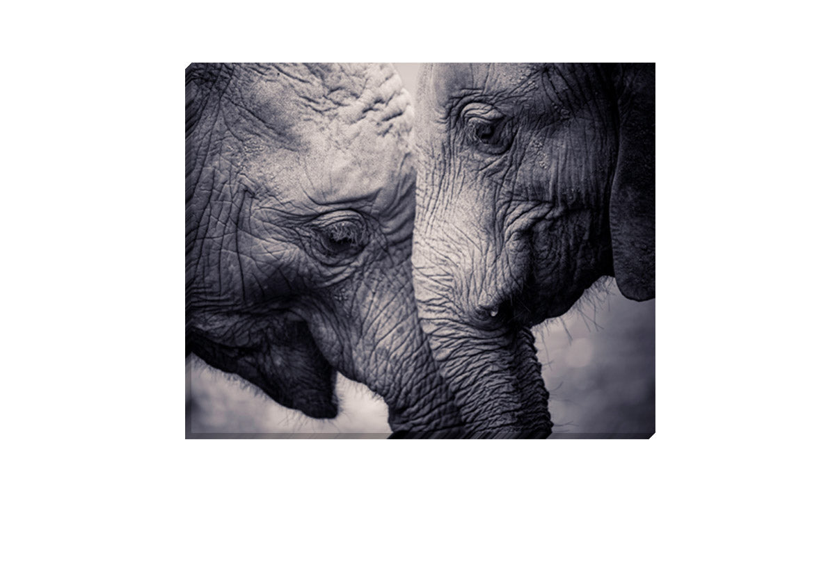 Elephant Love | Canvas Wall Art Print - Final Touch Decor