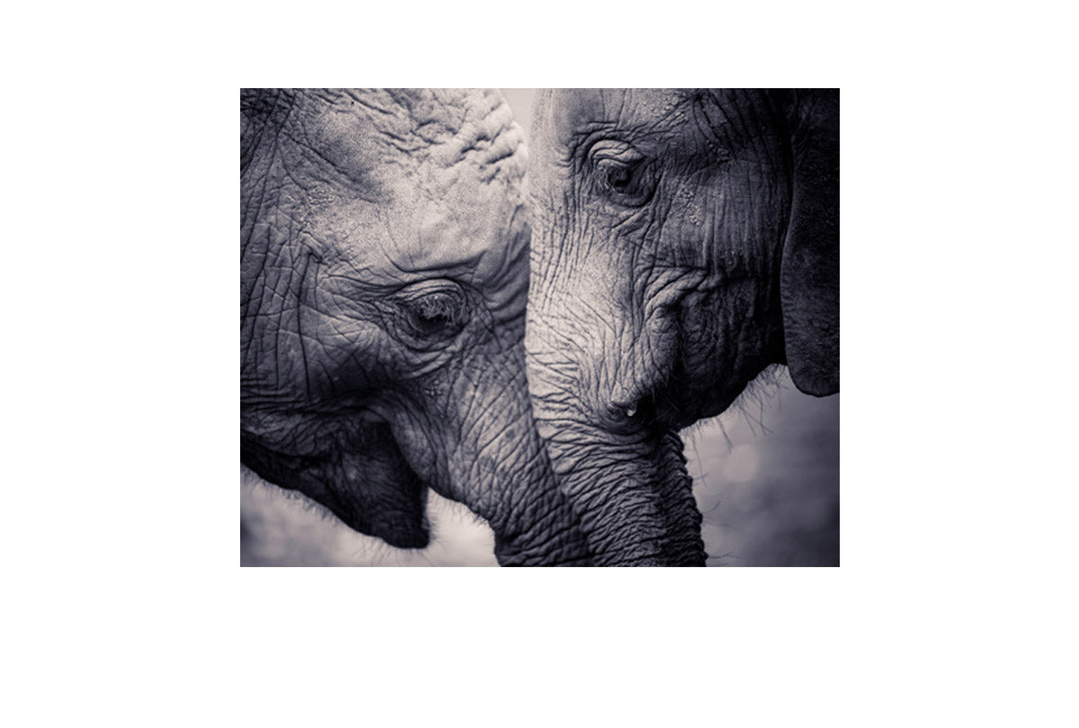 Elephant Love | Canvas Wall Art Print - Final Touch Decor