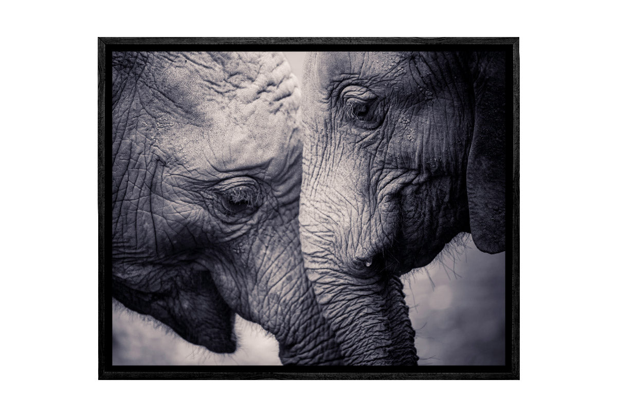 Elephant Love | Canvas Wall Art Print - Final Touch Decor