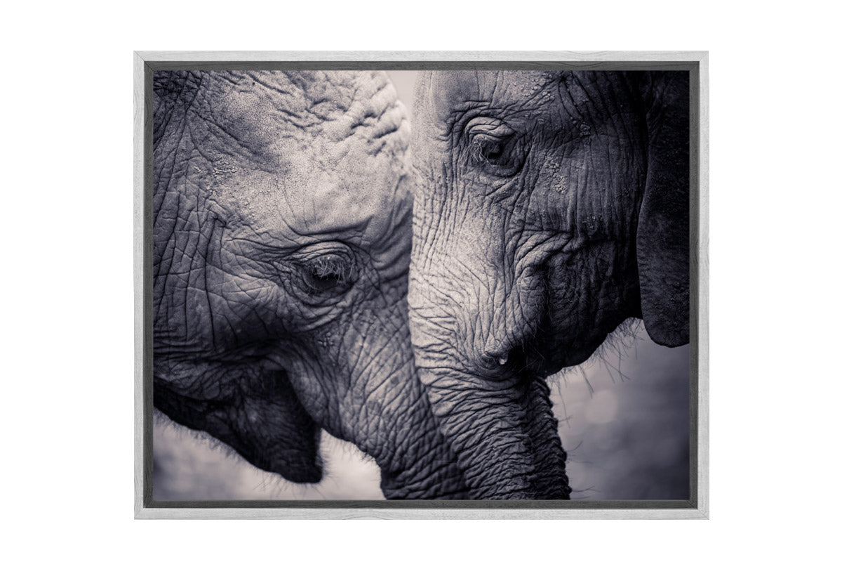 Elephant Love | Canvas Wall Art Print - Final Touch Decor