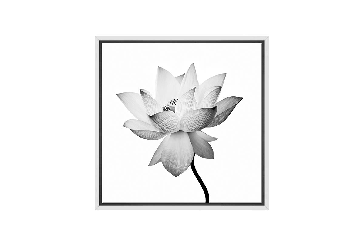 2611 white