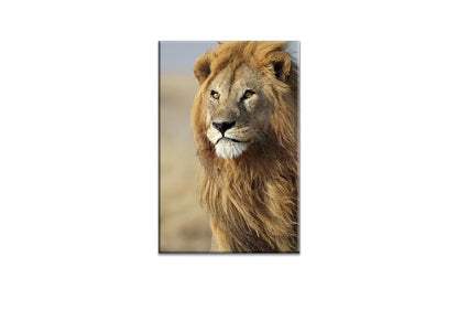 Proud Lion | Canvas Wall Art Print - Final Touch Decor