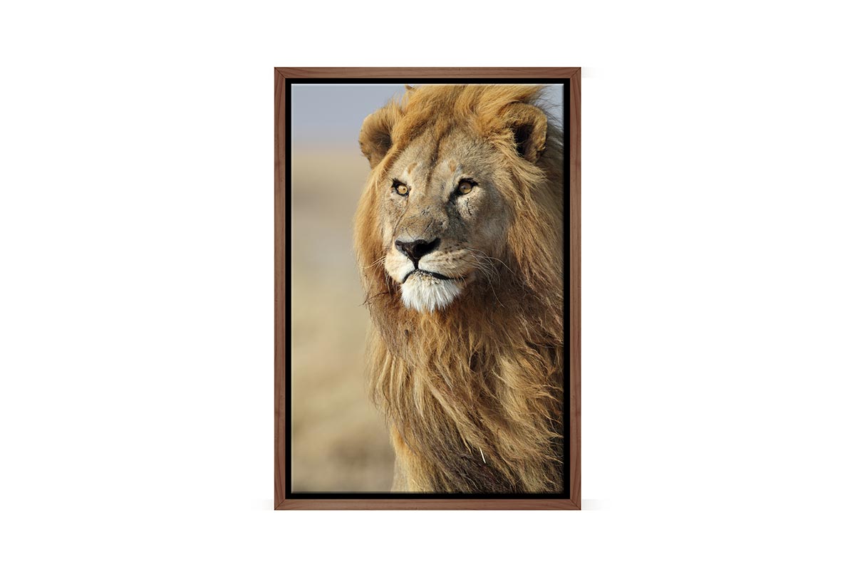 Proud Lion | Canvas Wall Art Print - Final Touch Decor