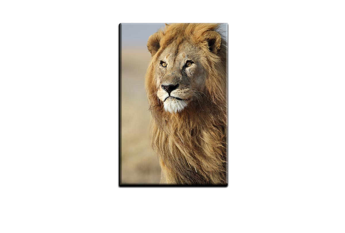 Proud Lion | Canvas Wall Art Print - Final Touch Decor