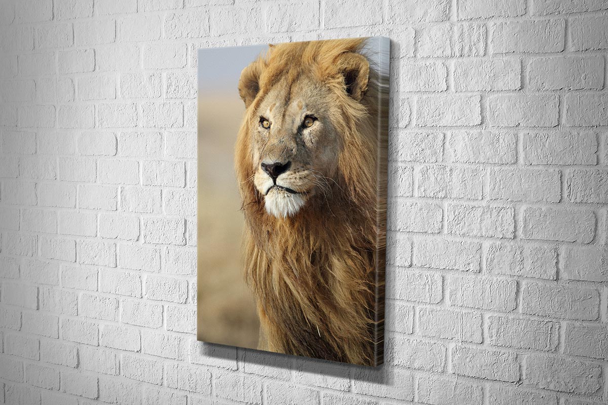 Proud Lion | Canvas Wall Art Print - Final Touch Decor