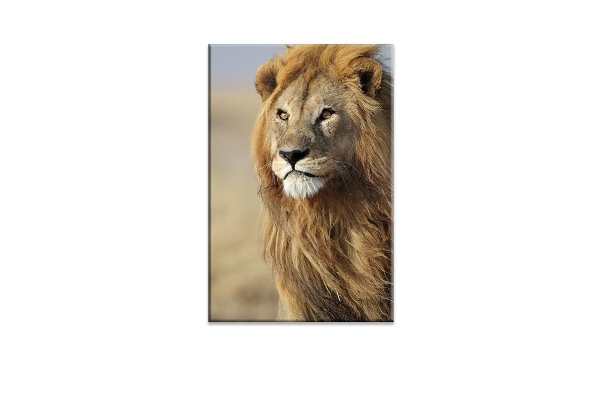 Proud Lion | Canvas Wall Art Print - Final Touch Decor