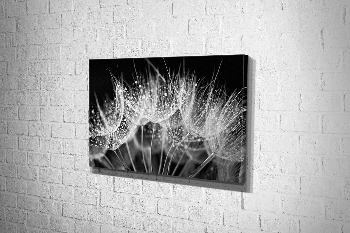 Close-Up Dandelion on Black | Canvas Wall Art Print - Final Touch Decor