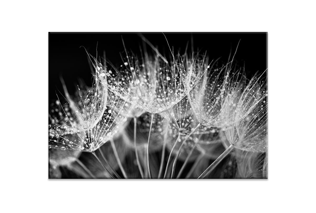 Close-Up Dandelion on Black | Canvas Wall Art Print - Final Touch Decor