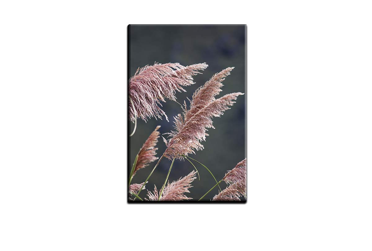 Pink Pampas | Canvas Wall Art Print - Final Touch Decor