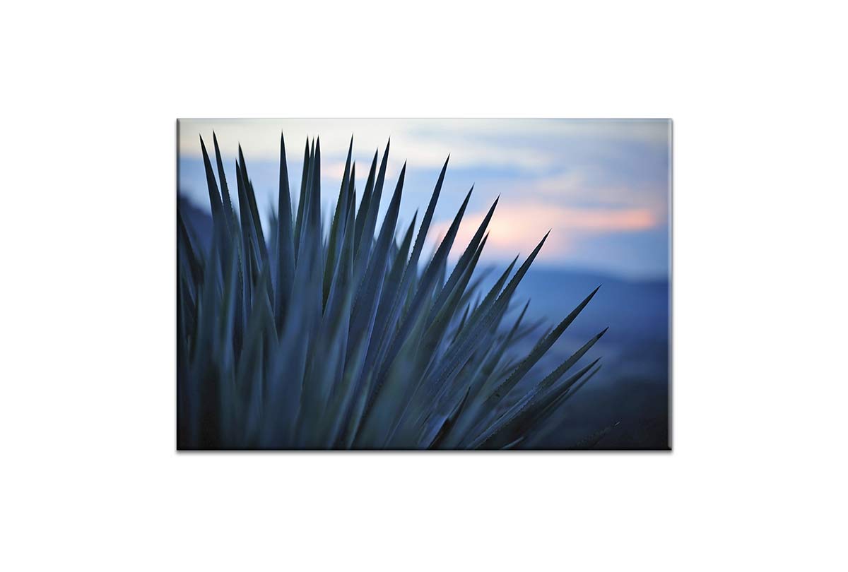 Sunset Over Agave | Canvas Wall Art Print - Final Touch Decor
