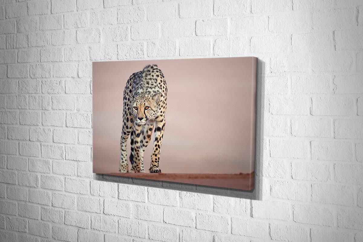 Stalking Cheetah | Animal Canvas Wall Art Print - Final Touch Decor