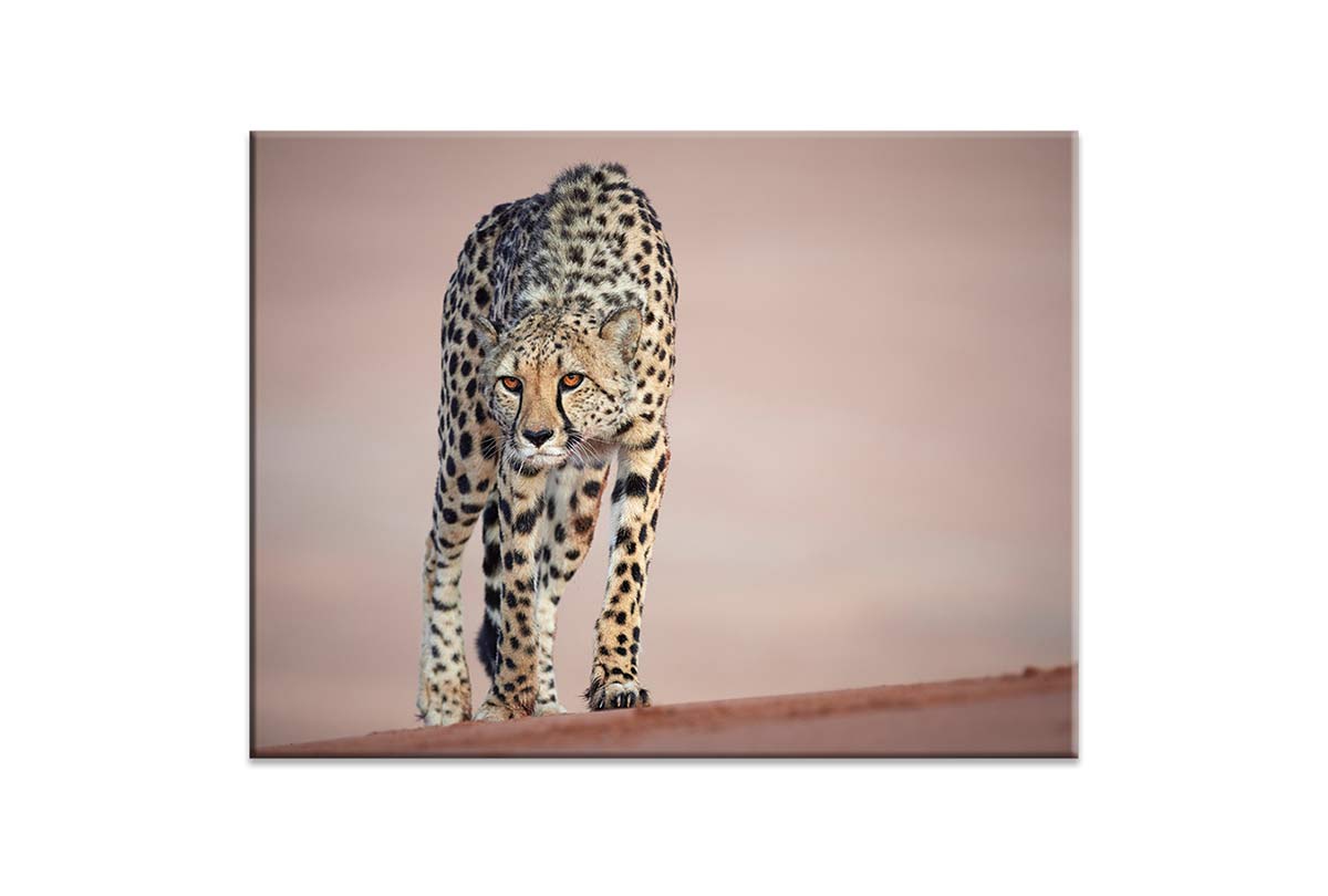 Stalking Cheetah | Animal Canvas Wall Art Print - Final Touch Decor