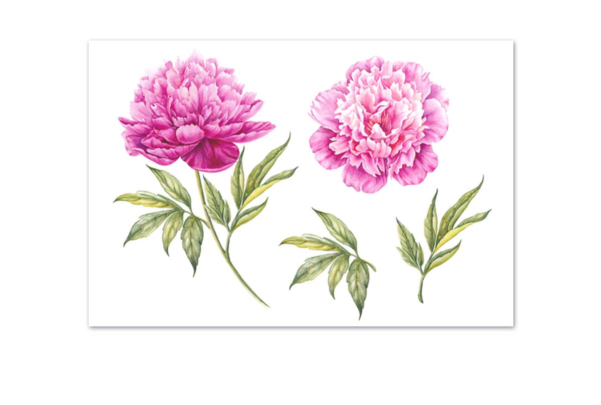 Peony Botanical Print | Flower Canvas Wall Art Print - Final Touch Decor