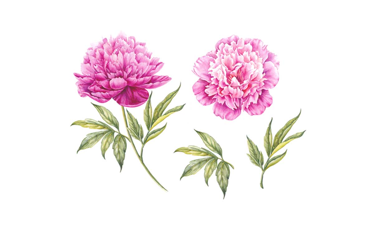 Peony Botanical Print | Flower Canvas Wall Art Print - Final Touch Decor