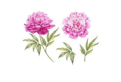 Peony Botanical Print | Flower Canvas Wall Art Print - Final Touch Decor