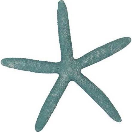 aqua star fish