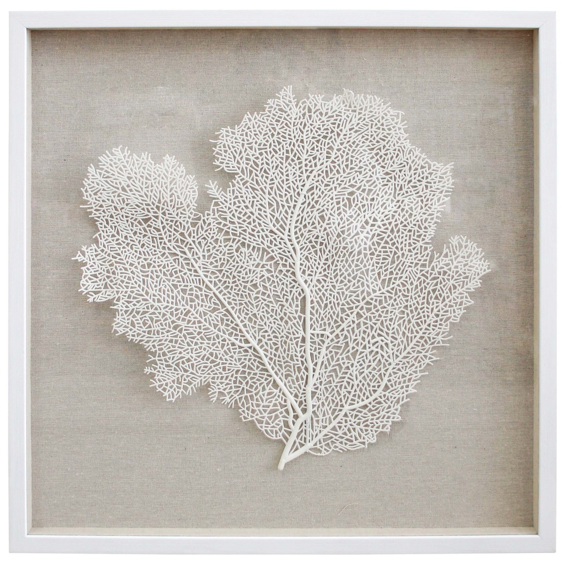 framed white fan coral