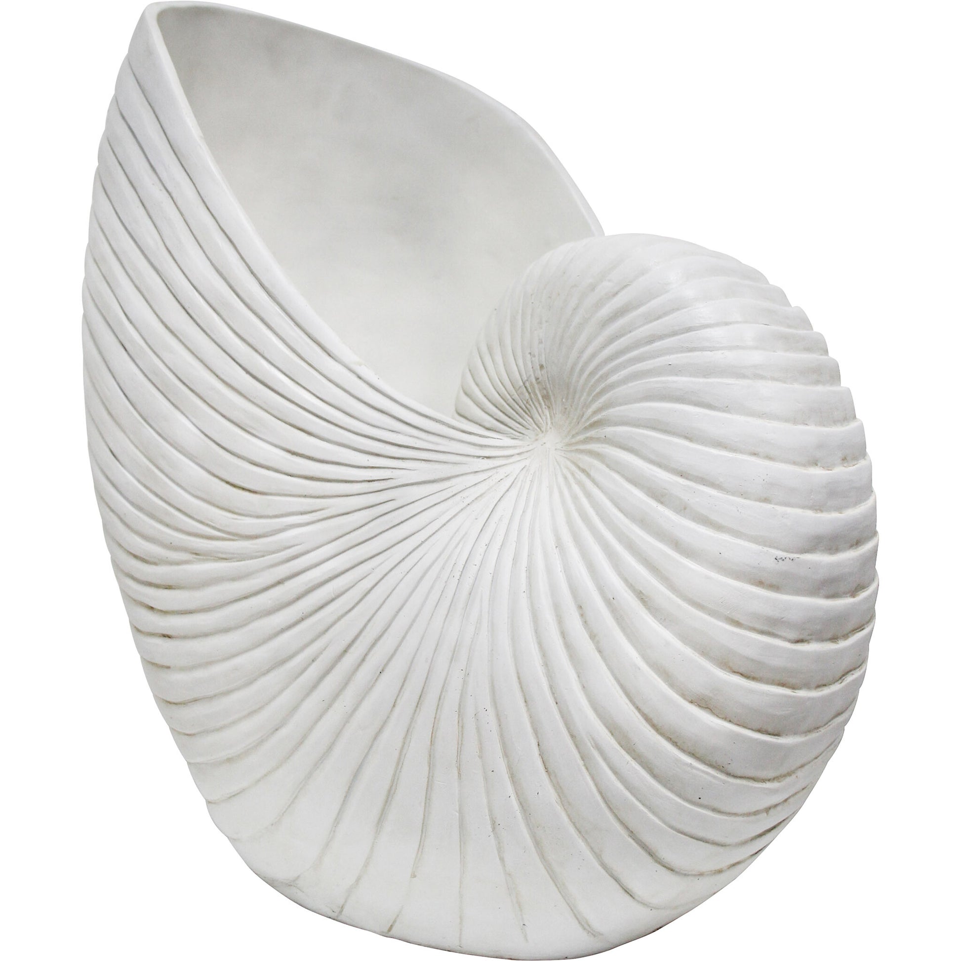 giant conch shell 2