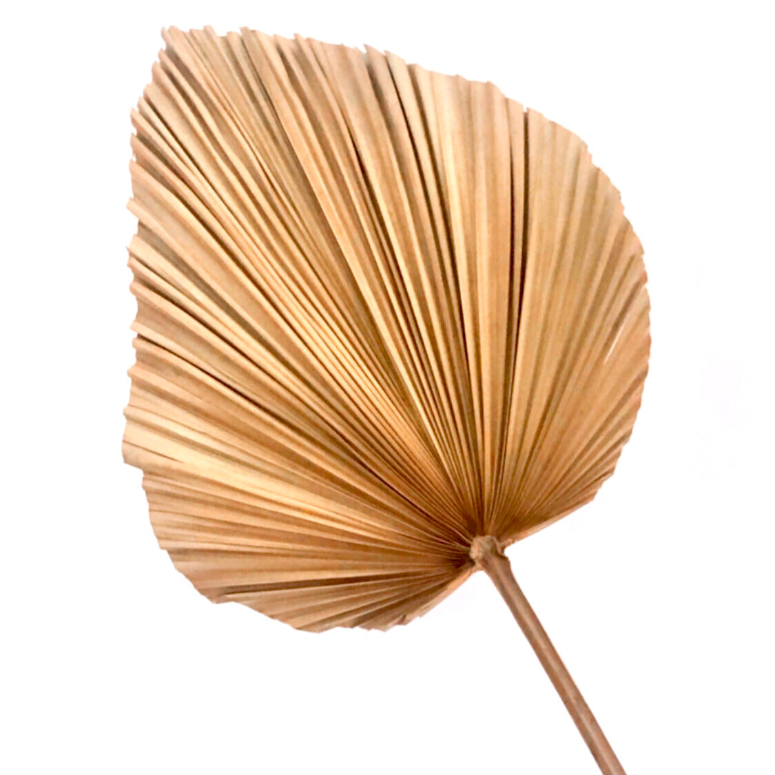 large fan palm leaf