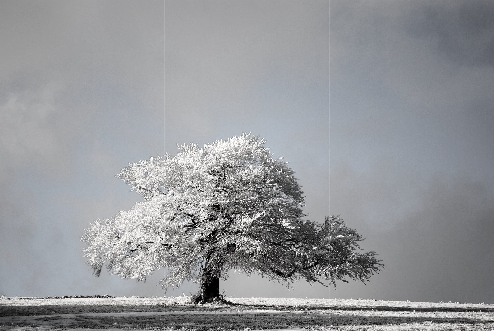 lone winter tree
