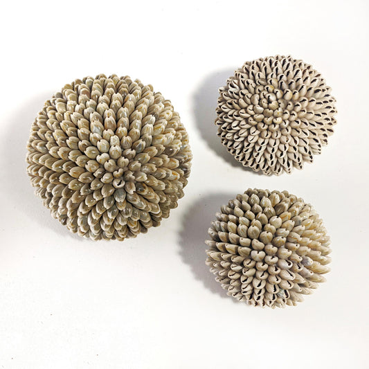 shell balls