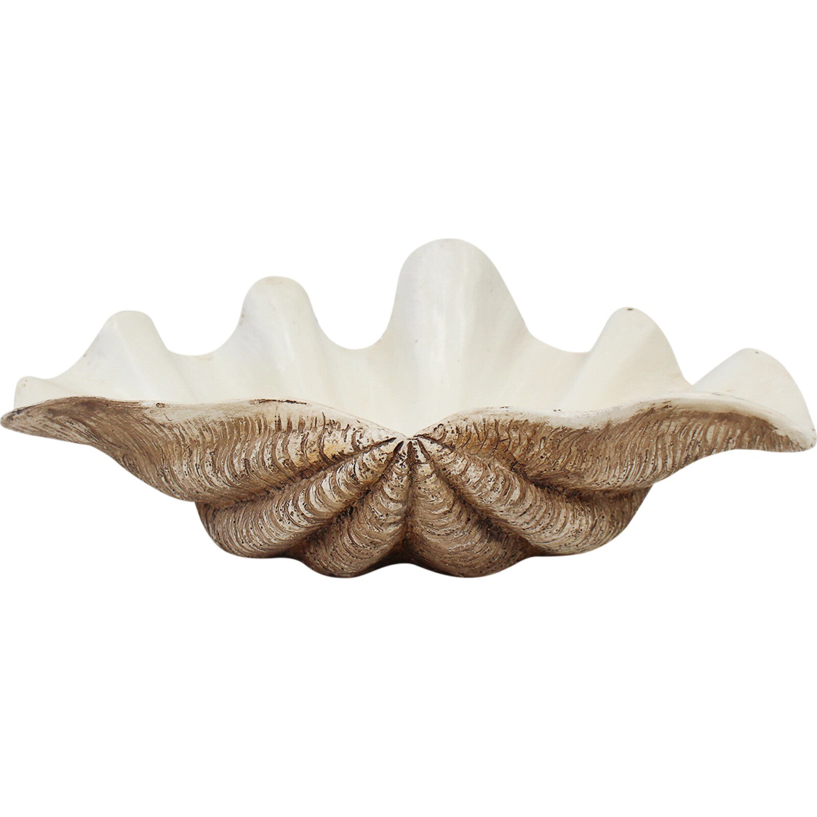 small dark clam
